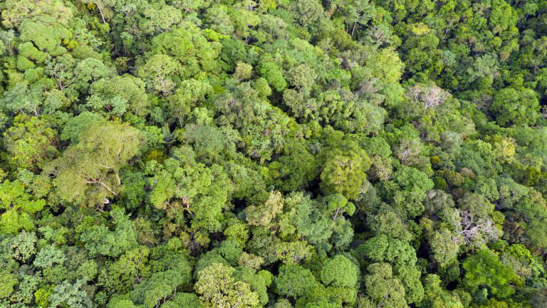 forest canopy aerial fullsize 768x432jpgoptimal